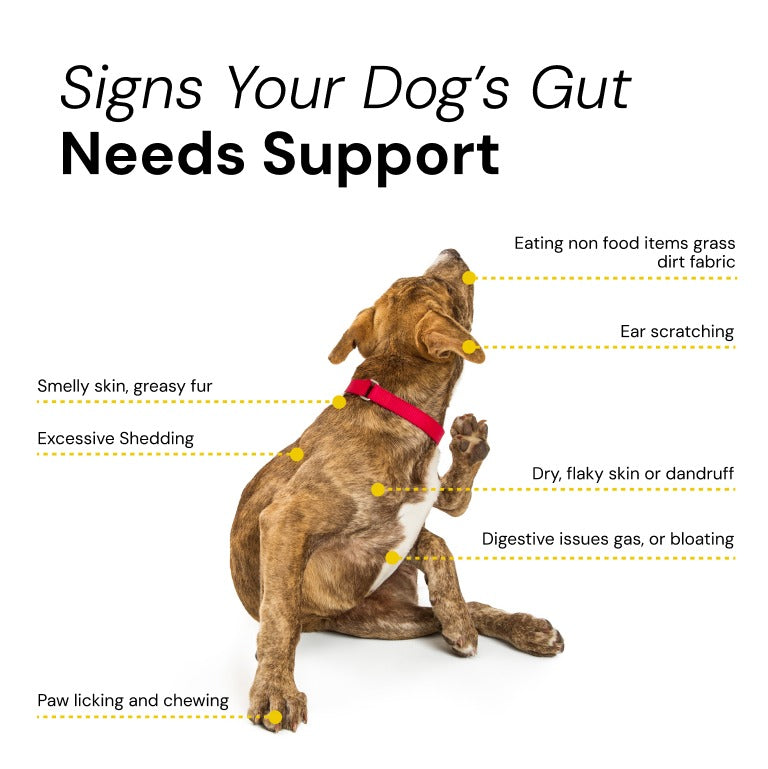 Pre & Probiotic Care